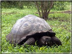 foto Flora e la fauna della Isole Galapagos